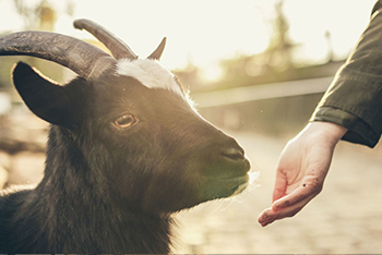 Animal Welfare