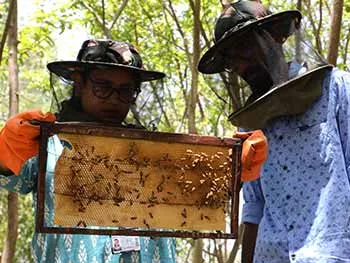 Apiculture LPU