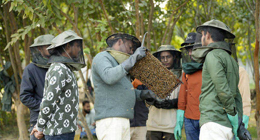 Bee keeping