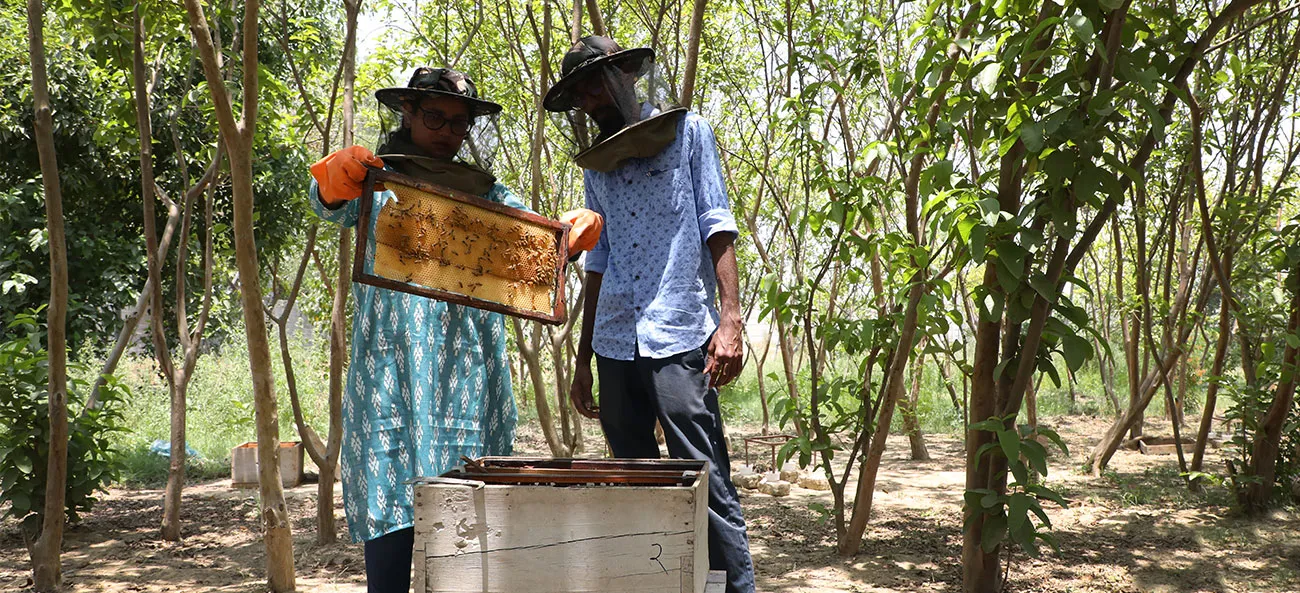 Apiculture LPU